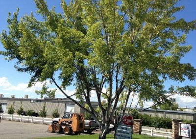 Affordable Landscaping Service Logan UT
