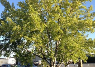 Quality Landscaping Service Logan UT