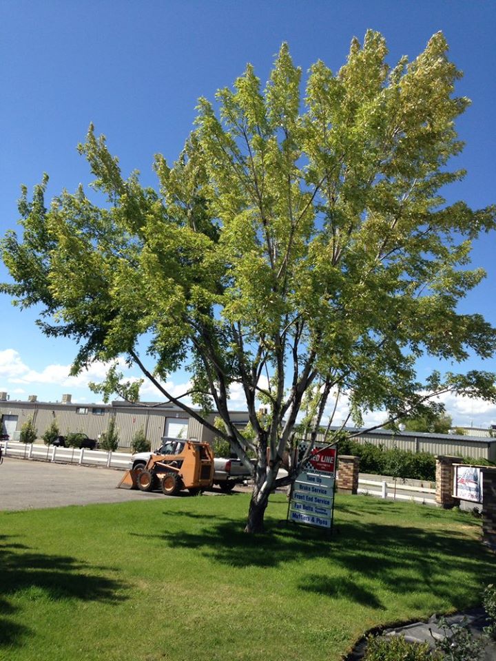 Lawn Care in Logan, UT 84341 Lawn Care in Logan, UT 84341